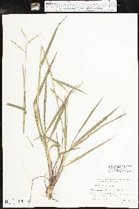 Paspalum pubiflorum image