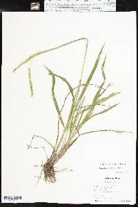 Paspalum dilatatum image