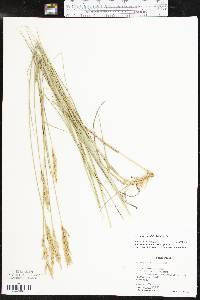 Pascopyrum smithii image