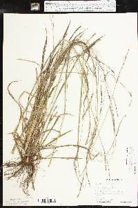 Paspalum setaceum var. muhlenbergii image