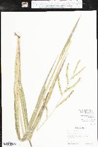 Paspalum floridanum image