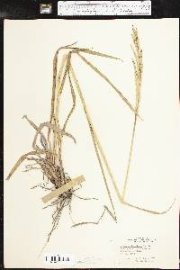 Paspalum urvillei image