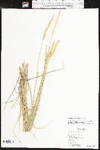 Pascopyrum smithii image