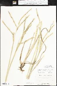 Paspalum floridanum image