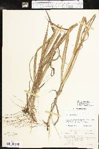 Paspalum setaceum var. stramineum image