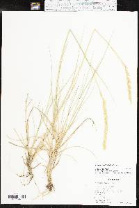 Pascopyrum smithii image