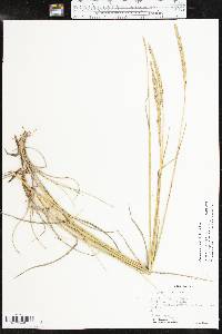 Pascopyrum smithii image