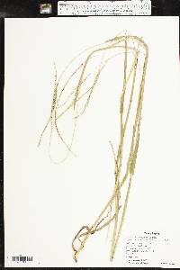 Paspalum setaceum var. stramineum image