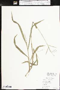 Paspalum setaceum var. stramineum image