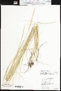 Pascopyrum smithii image