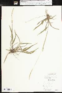 Paspalum setaceum var. muhlenbergii image