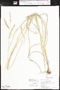 Paspalum floridanum image