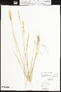 Pascopyrum smithii image