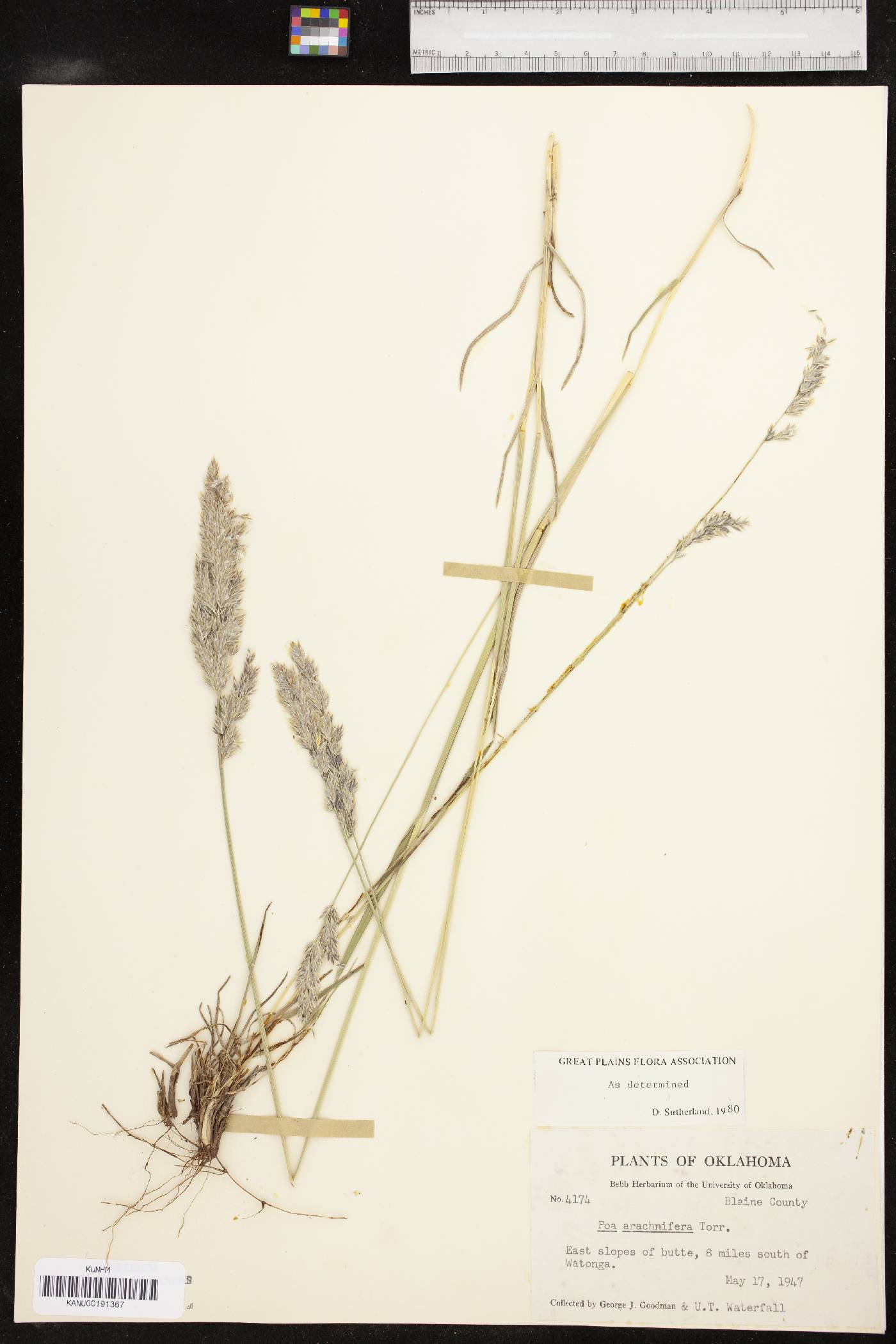 Poa arachnifera image