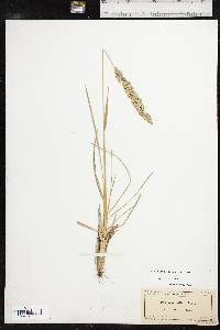 Poa arachnifera image