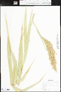 Phragmites australis image