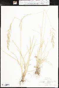 Poa arida image