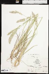 Poa arachnifera image