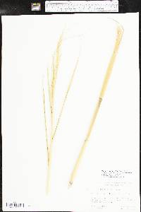 Phragmites australis image