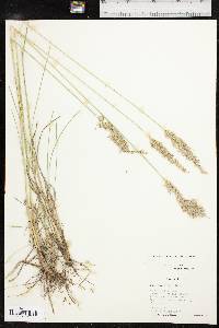 Poa arachnifera image