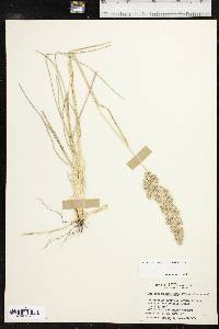 Poa arachnifera image