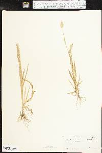 Phalaris caroliniana image