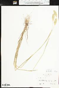 Phalaris caroliniana image