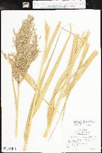 Phragmites australis image