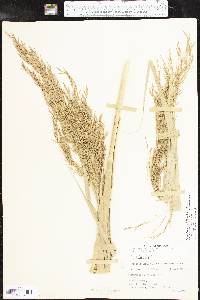 Phragmites australis image