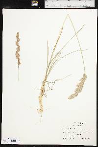 Poa arachnifera image