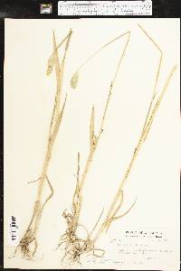 Phalaris caroliniana image