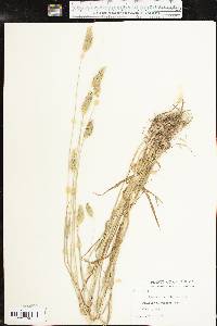 Phalaris caroliniana image