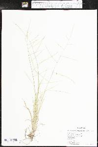 Schedonnardus paniculatus image