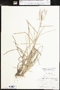 Schizachyrium scoparium subsp. scoparium image