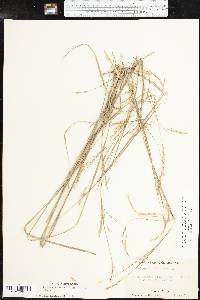 Schizachyrium scoparium subsp. scoparium image