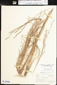 Schizachyrium scoparium subsp. scoparium image