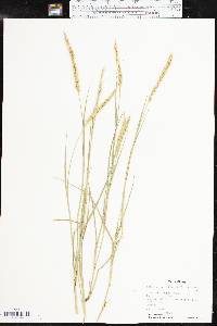 Setaria leucopila image