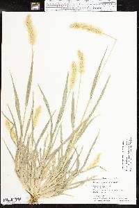 Setaria pumila image