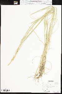 Setaria leucopila image