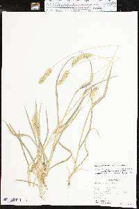 Setaria pumila image