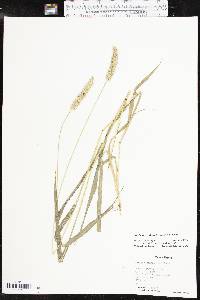 Setaria pumila image