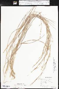 Schizachyrium scoparium subsp. scoparium image