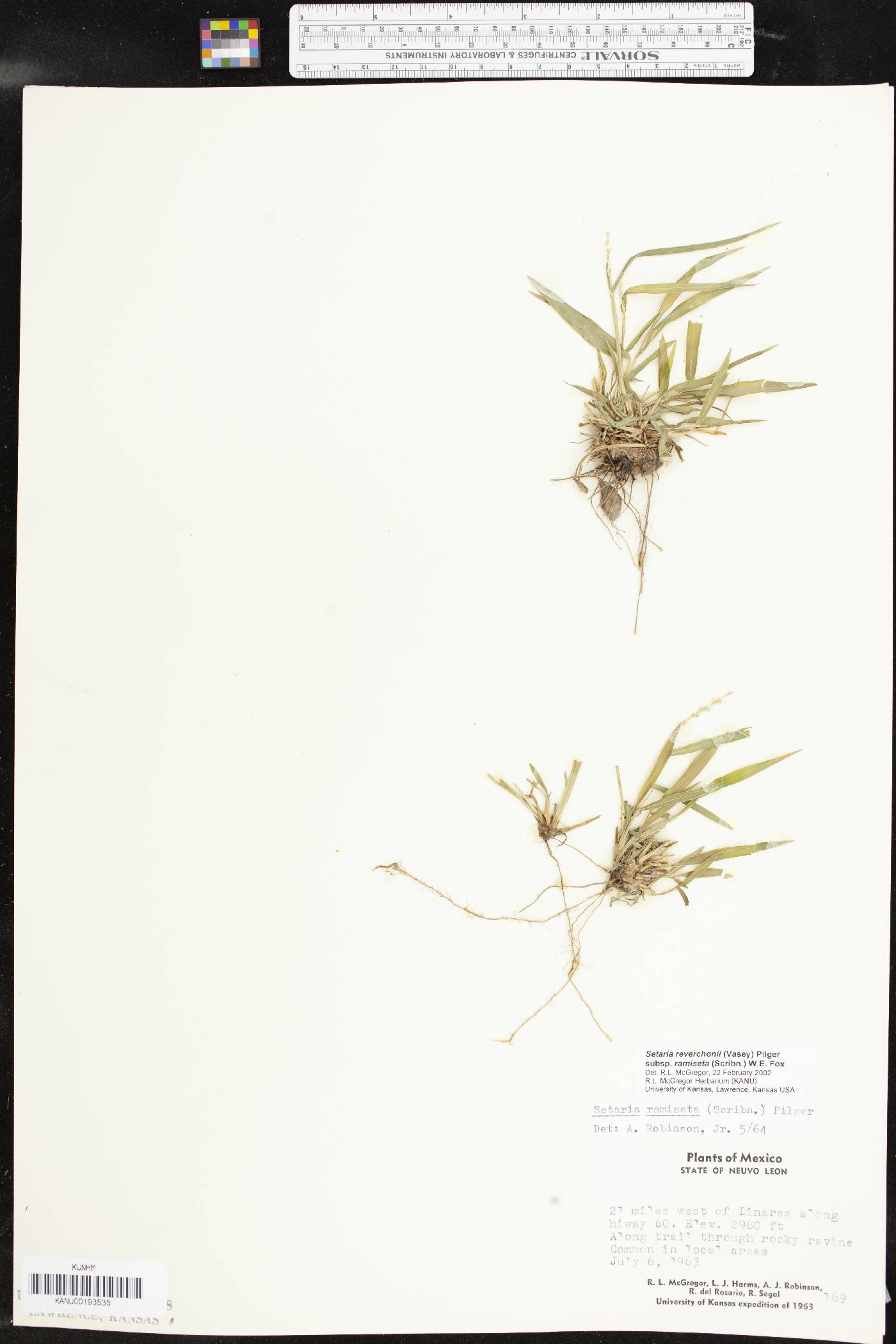 Setaria reverchonii subsp. ramiseta image