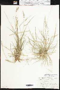 Setaria leucopila image