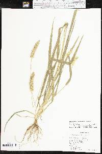 Setaria pumila image