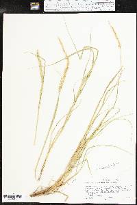 Setaria scheelei image