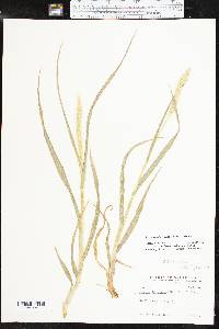 Setaria pumila image