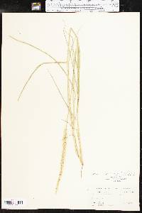 Setaria leucopila image