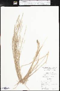 Schizachyrium scoparium subsp. scoparium image