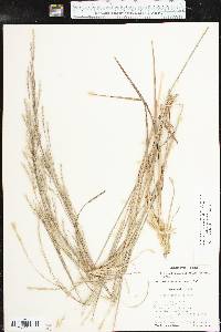 Schizachyrium scoparium subsp. scoparium image